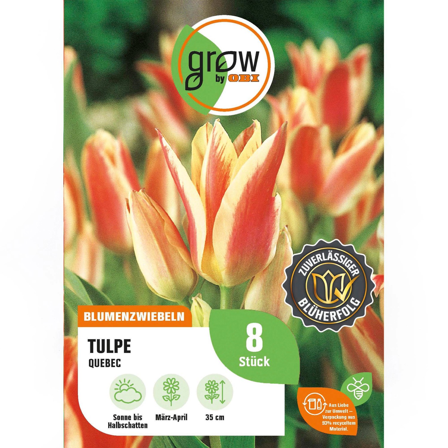 GROW by OBI Tulpe Quebec Rosa 8 Stück Tulipa greigii Quebec günstig online kaufen