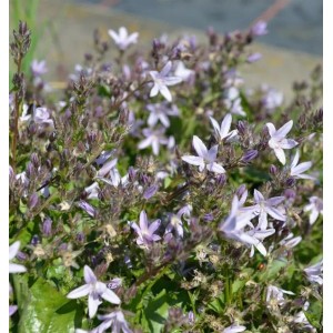 Nahaufnahme der Glockenblume 'Lisduggan Variety' (Campanula poscharskyana) mit zarten, hellvioletten Blüten.