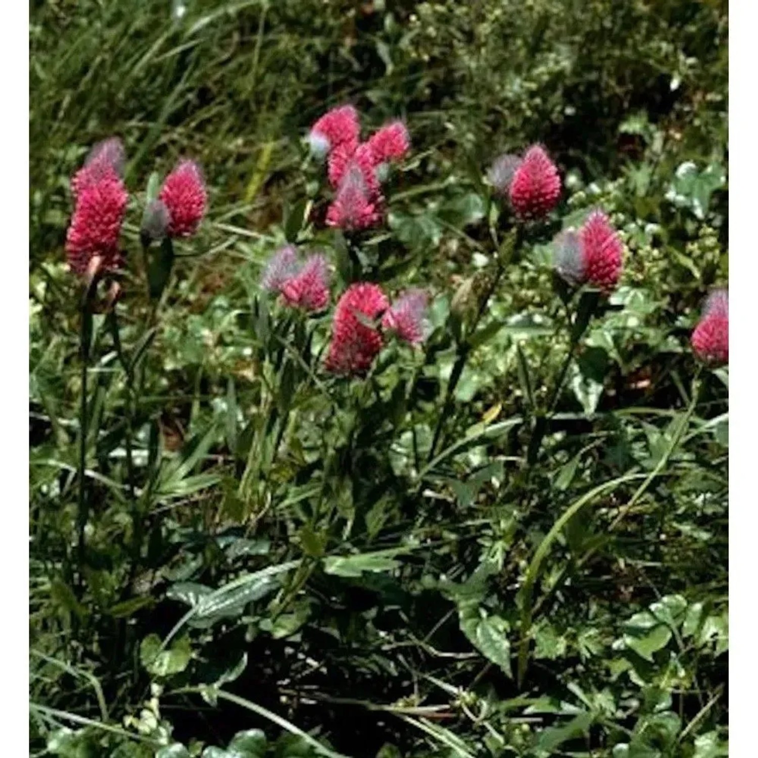 Purpur-Klee - Trifolium rubens