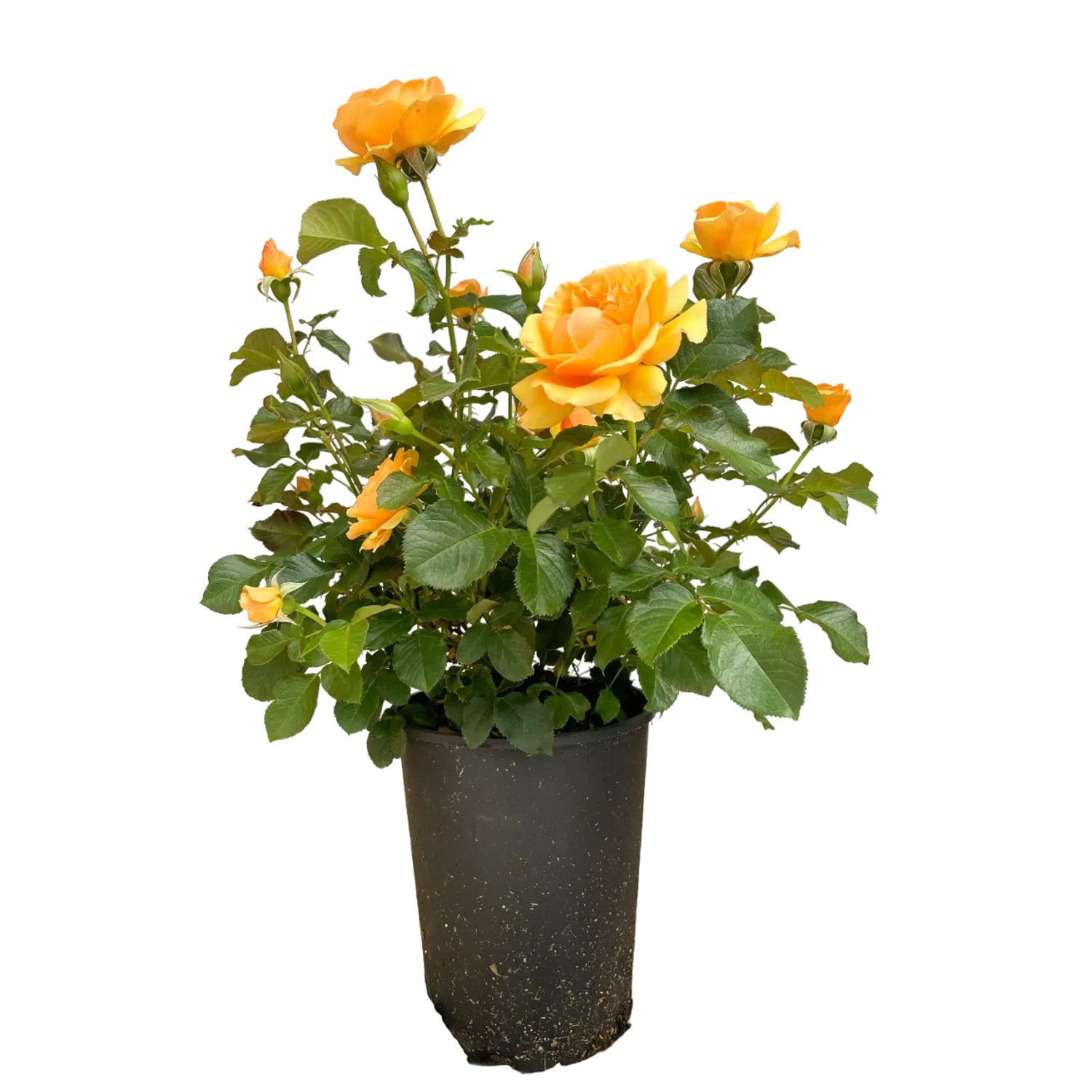 Beetrose Amber Queen im Topf mit orange-gelben Blüten und grünen Blättern.