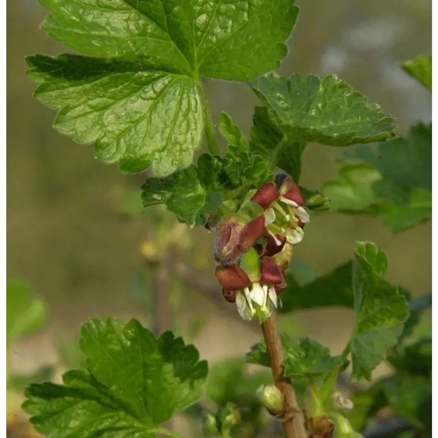 Hochstamm Jostabeere 100-125cm - Ribes nidigrolaria