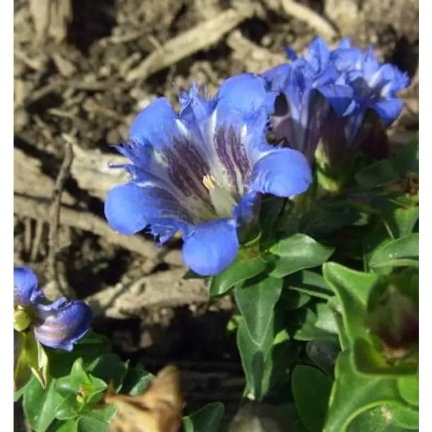 Sommerenzian Select - Gentiana septemfida