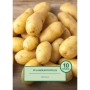 Pflanzkartoffeln Nicola, 10 Stück, vor einer Holzoberfläche.