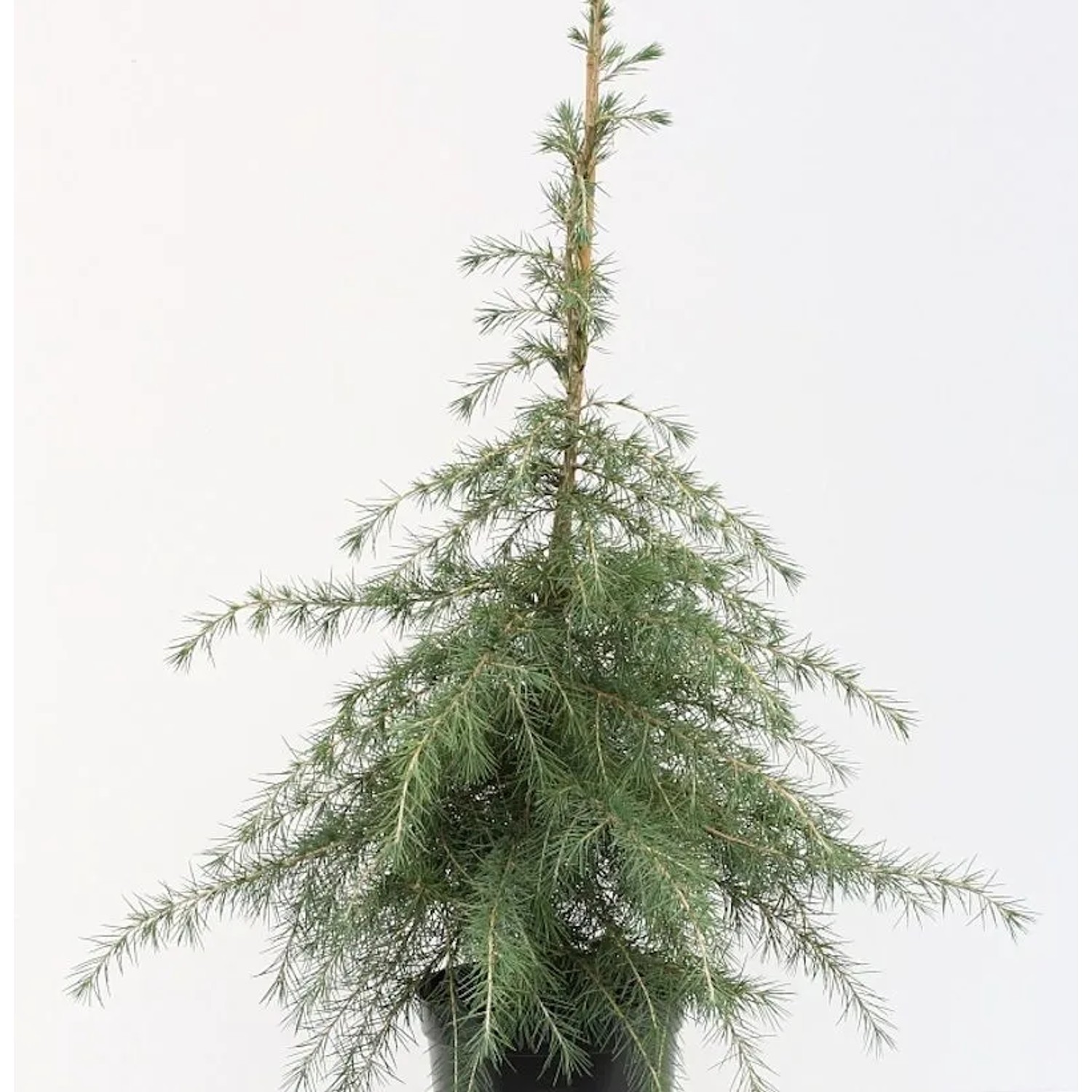 Himalaya Zeder 60-80cm - Cedrus deodara