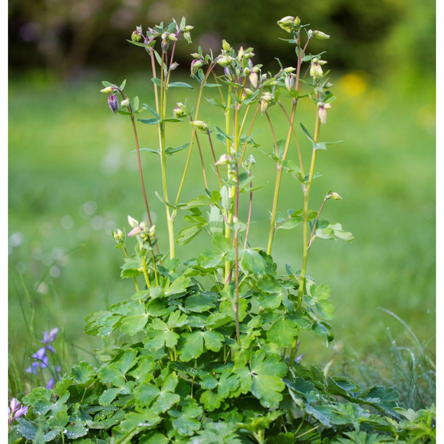 Akelei Green Apples - Aquilegia vulgaris günstig online kaufen