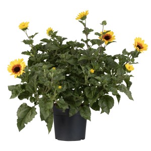 Gelbe GROW by OBI Sonnenblume Sunbelievable im Topf, ca. 25 cm hoch.