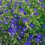 Violette Geranium Collinum Nimbus Staude im 9x9 cm Topf, blühend im Garten.