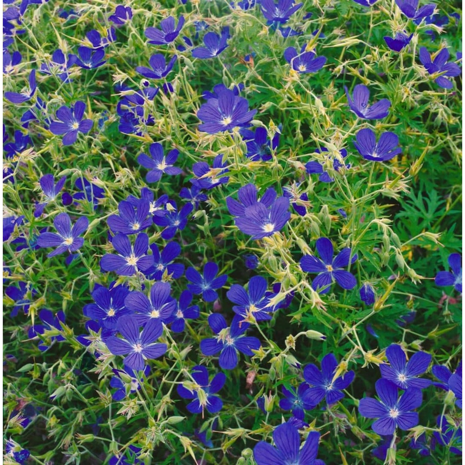 Geranium Collinum Nimbus Ca. 9x9 cm Topf günstig online kaufen