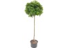 KugelAmberbaum "Gumball" Stammhöhe 180 cm Topf ca. 50 l Liquidambar