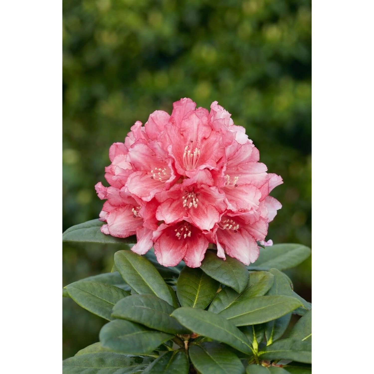 Rhododendron Yakushimanum Colibri Kompakt Rosa Blüten 25–30 cm günstig online kaufen