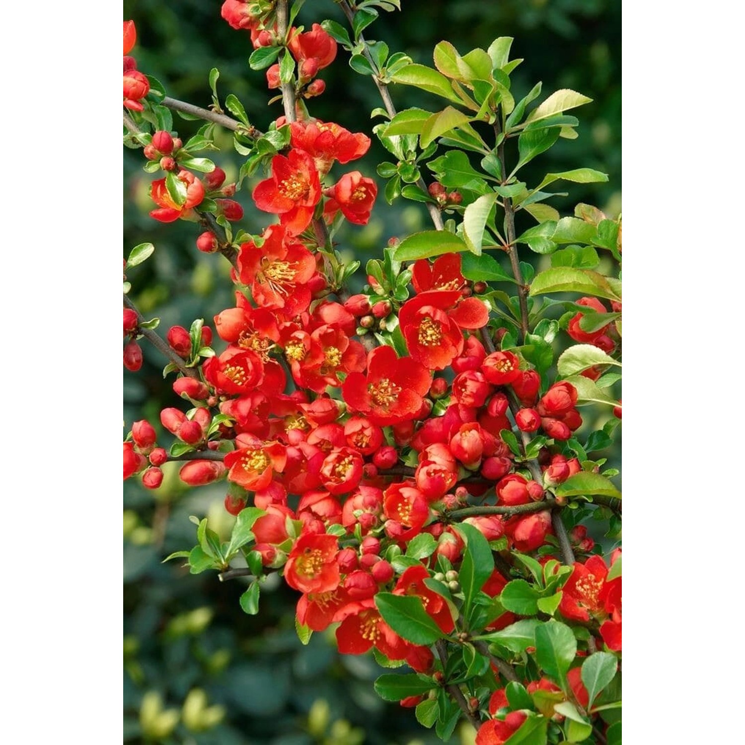 Chaenomeles Japonica Cido Red Zierquitte Rot 30–40 Cm günstig online kaufen