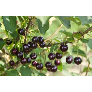 Sauerkirsche 'Morellenfeuer' am Baum mit reifen, dunklen Kirschen und grünen Blättern.