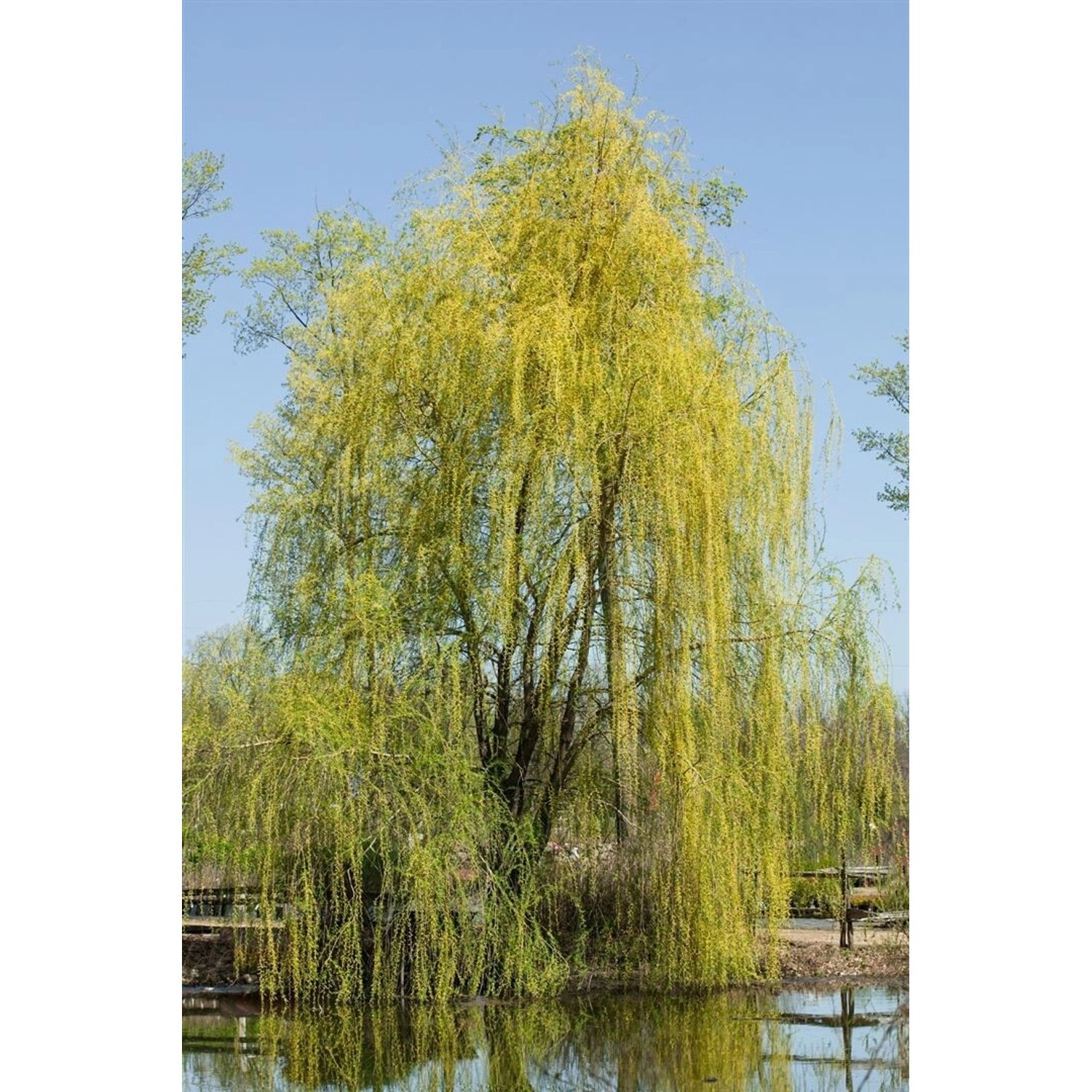 Salix Sepulcralis Chrysocoma Trauerweide 150–175 cm günstig online kaufen