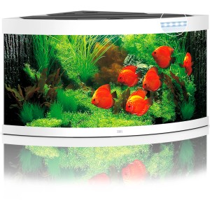 Weißes Juwel Trigon LED Aquarium-Set 350 l mit Fischen und Pflanzen.