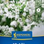 Kiepenkerl Blumenzwiebel Zierlauch A. neapolitanum 10 Stück