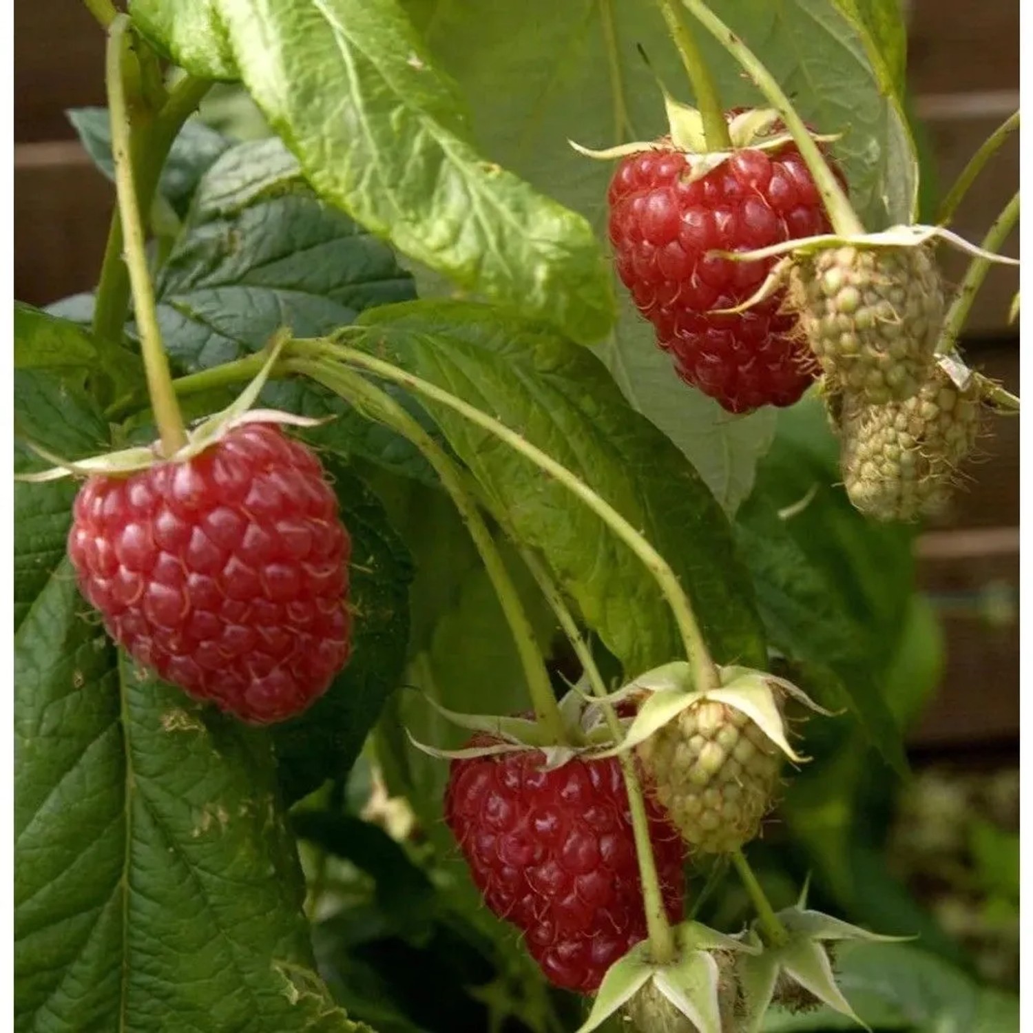 Himbeere Preussen II - Rubus idaeus