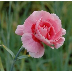 Nahaufnahme einer rosa Federnelke (Dianthus plumarius) im Garten.