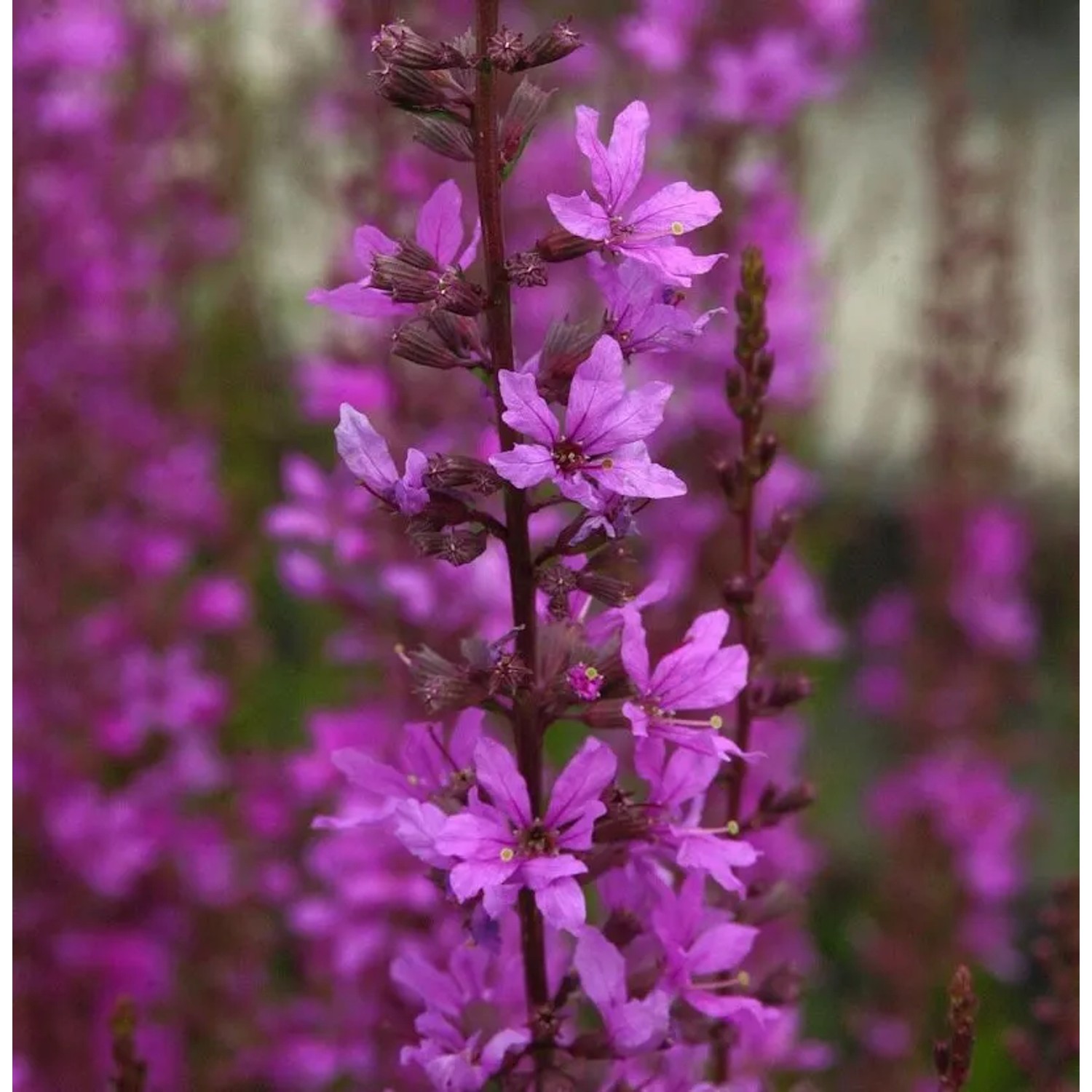 Blutweiderich Lady Sackville - Lythrum salicaria