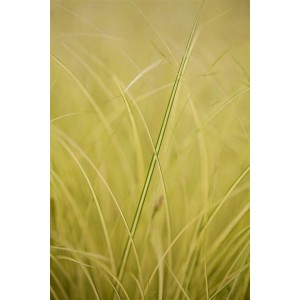 Detailaufnahme des Carex Brunnea Jenneke Ziergrases mit gelb-grünen Blättern.
