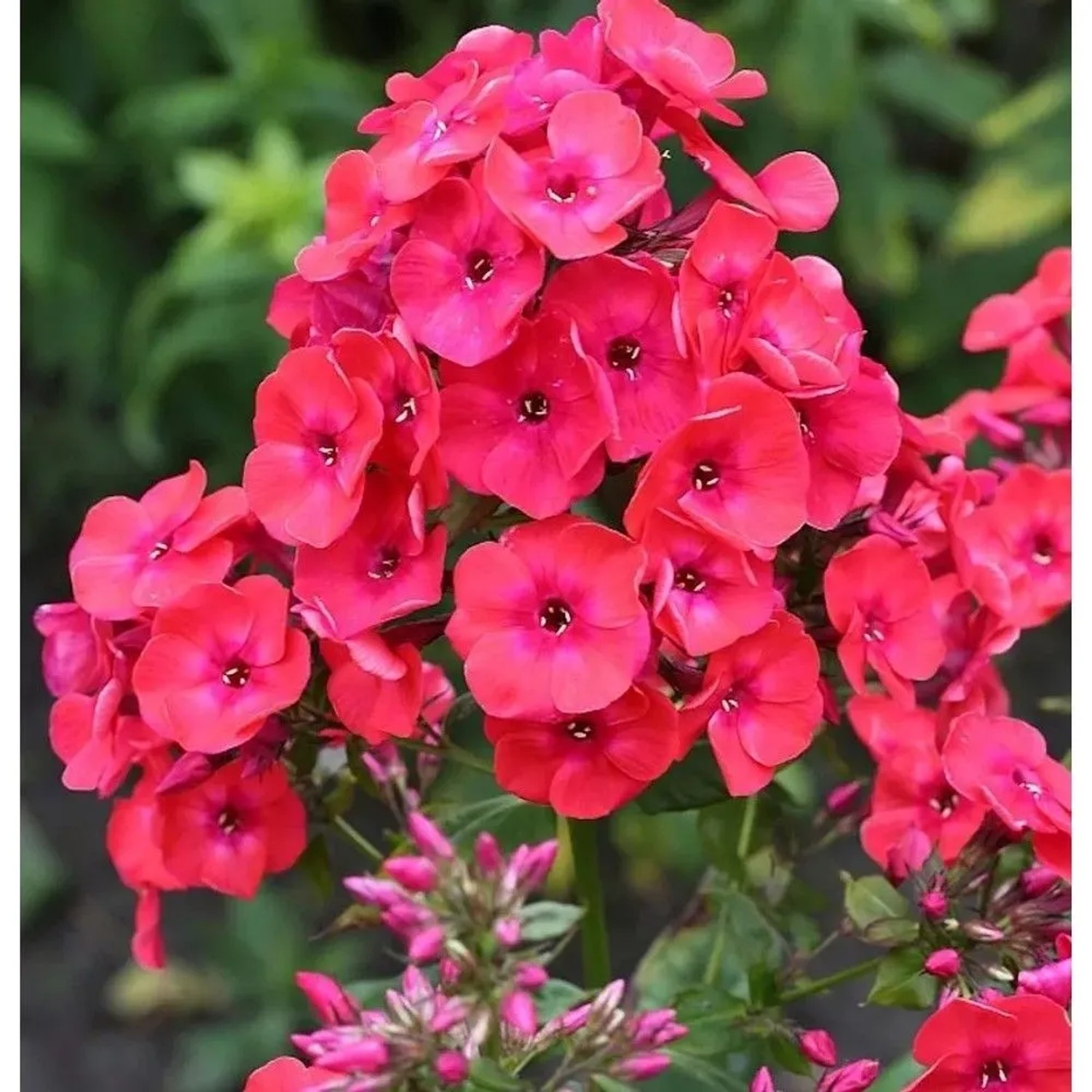 Hohe Flammenblume Raving Beauty - Phlox paniculata