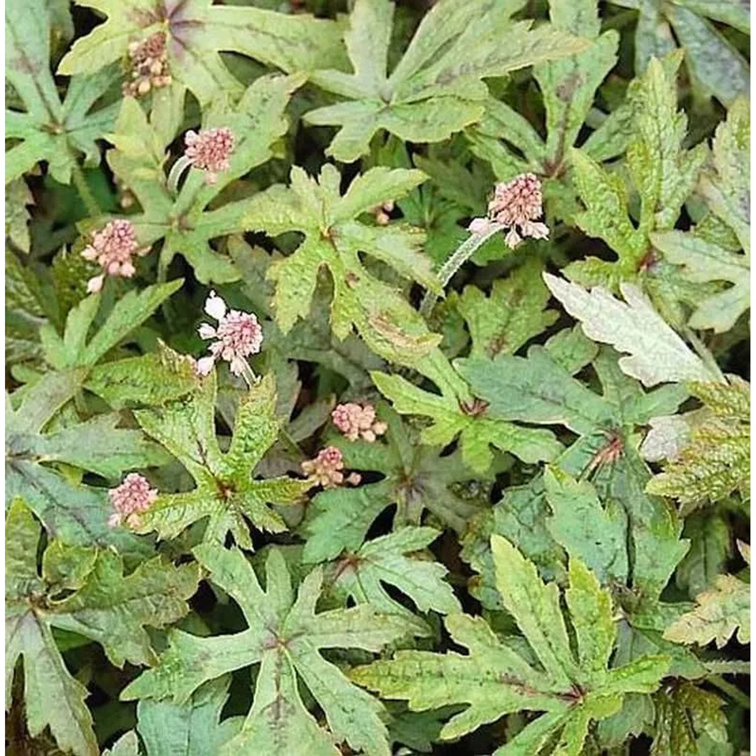 Zipfelblättrige Garten Schaumblüte Arpegio - Tiarella,aciniata