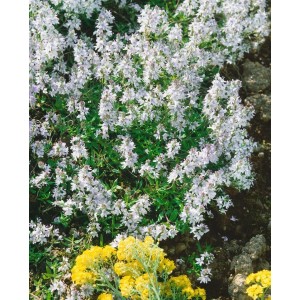 Weiß blühender Ehrenpreis 'Alba' als Bodendecker im 9x9 cm Topf.