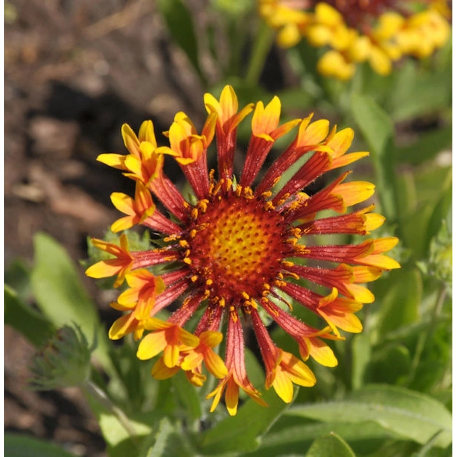 Korkadenblume Fanfare Blaze - Gaillardia grandiflora günstig online kaufen