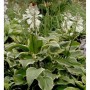 Funkie Yellow River, Hosta Hybrid mit grün-gelben Blättern und weißen Blüten.