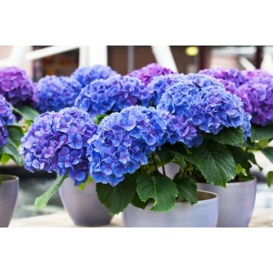 Blaue Bauernhortensie Hydrangea Macrophylla Early Blue im Topf.