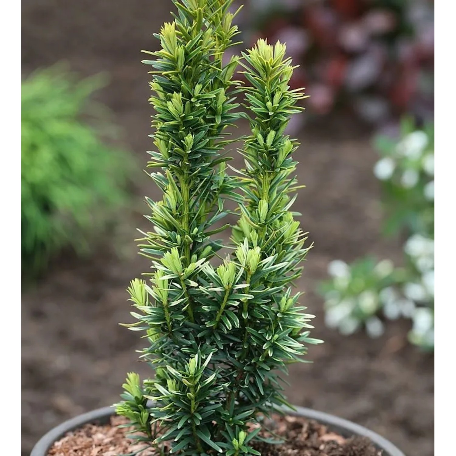 Gelbe Säulen Eibe David 60-70cm - Taxus baccata
