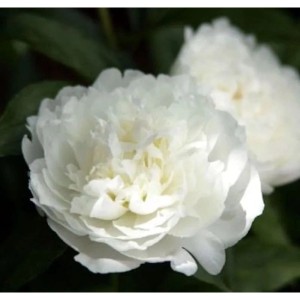 Weiße Edelpfingstrose 'Duchesse de Nemours' in voller Pracht, eine schöne Gartenstaude mit vielen Blütenblättern.