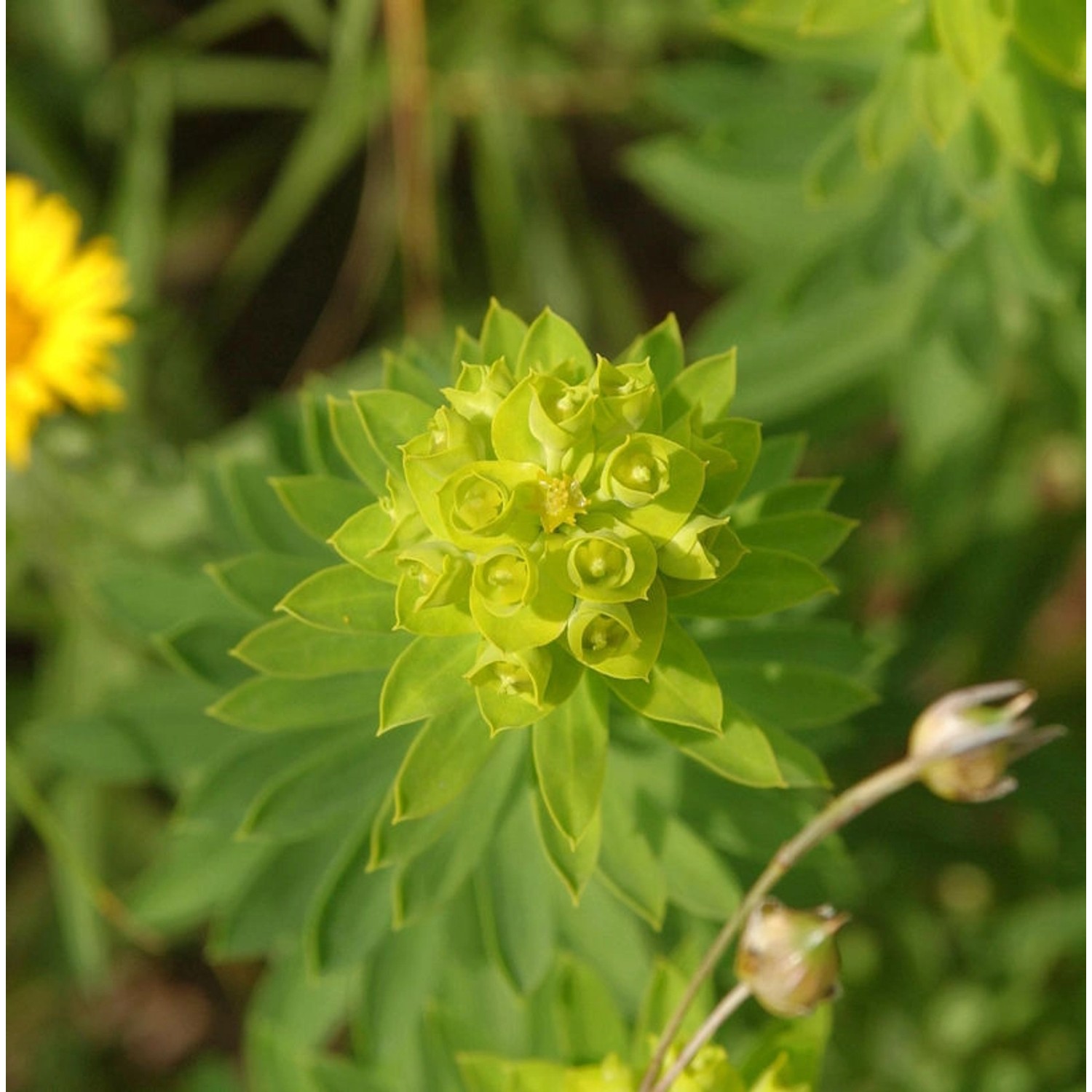 Nizza Wolfsmilch - Euphorbia nicaeensis günstig online kaufen