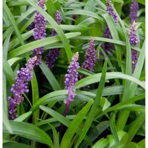 Lilientraube Big Blue (Liriope muscari) mit lila Blüten und grünen Blättern.
