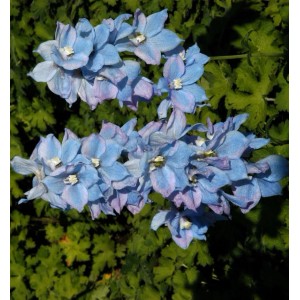 Blauer Hoher Rittersporn (Delphinium elatum Blauwal) mit zarten Blütenblättern.