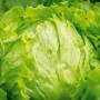 Nahaufnahme eines frischen, grünen Eissalatkopfes 'Great Lakes' mit knackigen Blättern.