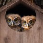 Zwei flauschige Eulenküken blicken aus dem runden Einflugloch eines braunen Nistkastens aus Tannenholz.