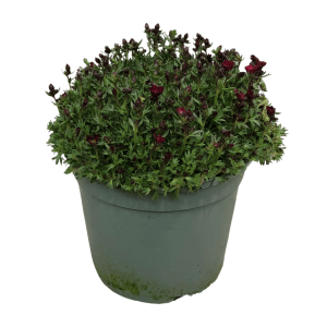 Moossteinbrech (Saxifraga arendsii) im Topf, rote Blüten, grüne Blätter. Stauden für den Garten.