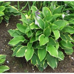 Funkie Gold Drop (Hosta cultorum) mit grün-gelben Blättern und zarten Blüten als Gartenstaude.