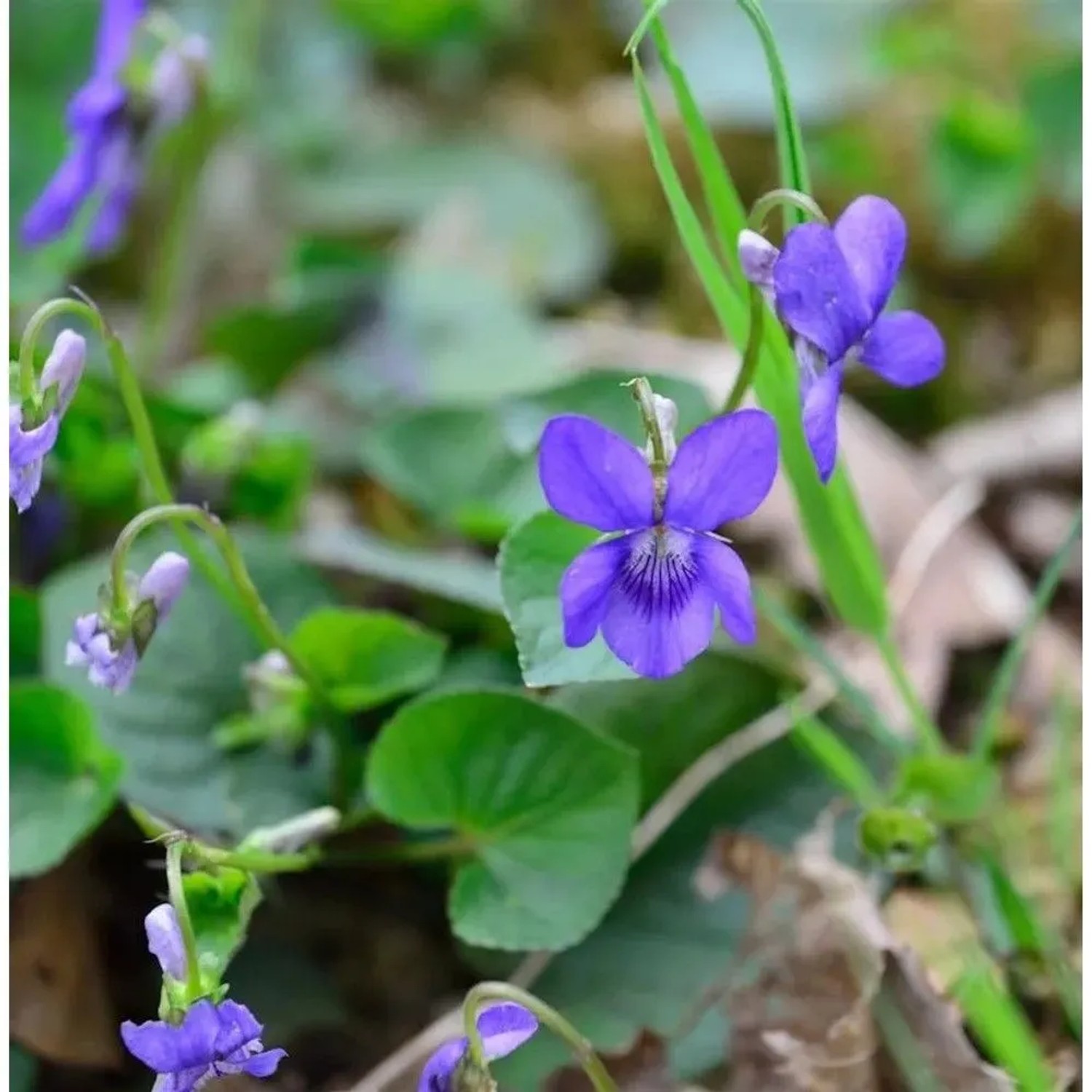 Duftveilchen - Viola odorata
