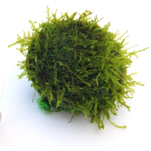 Dennerle Aquariumpflanze Bisophere Ball mit Javamoos für ein gesundes Aquarium.