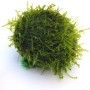 Dennerle Aquariumpflanze Bisophere Ball mit Javamoos für ein gesundes Aquarium.