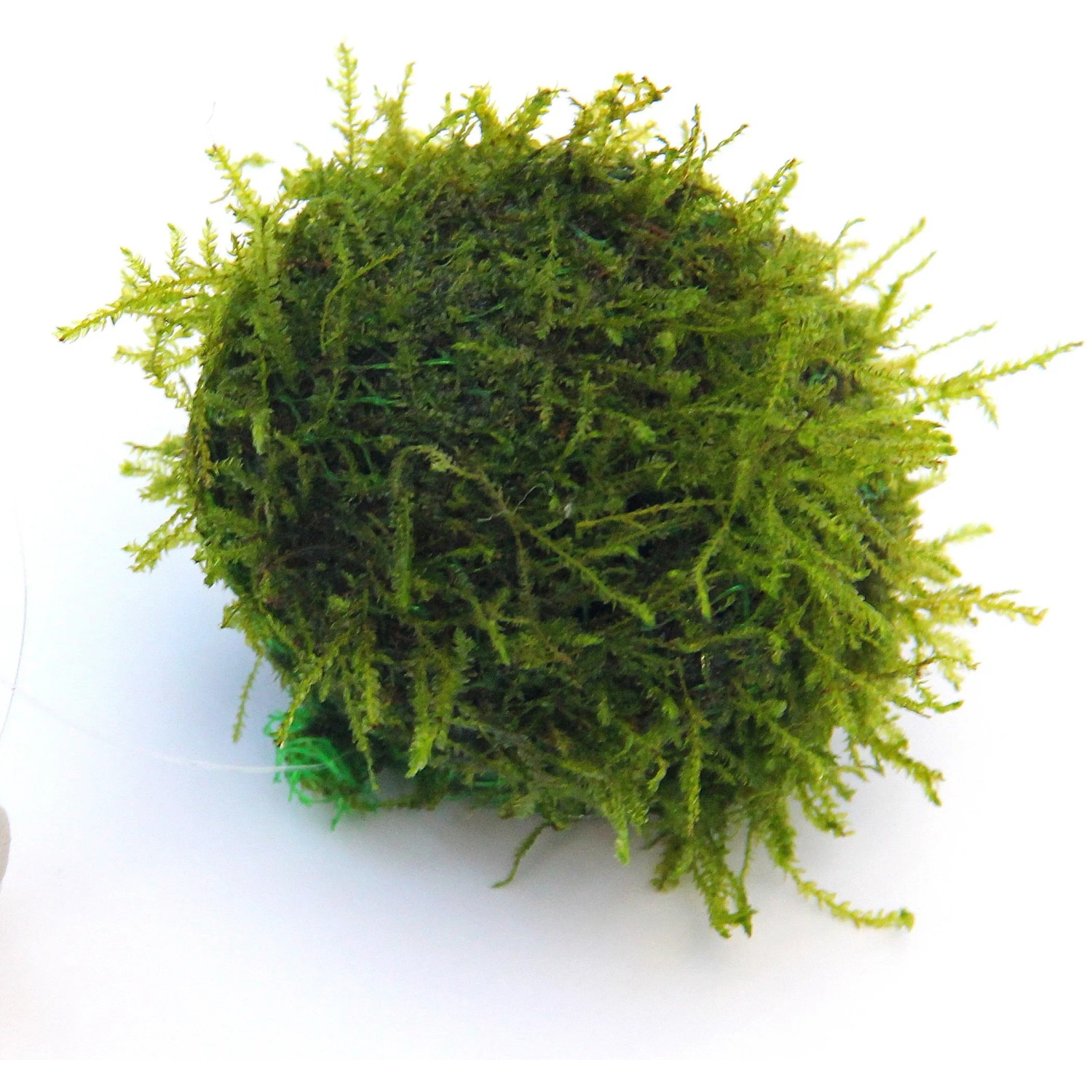 Dennerle Aquariumpflanze Bisophere Ball mit Javamoos für ein gesundes Aquarium.