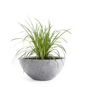 Hellgraue Pflanzwerk Pflanzschale Bowl Premium, 45 cm, mit grüner Pflanze.