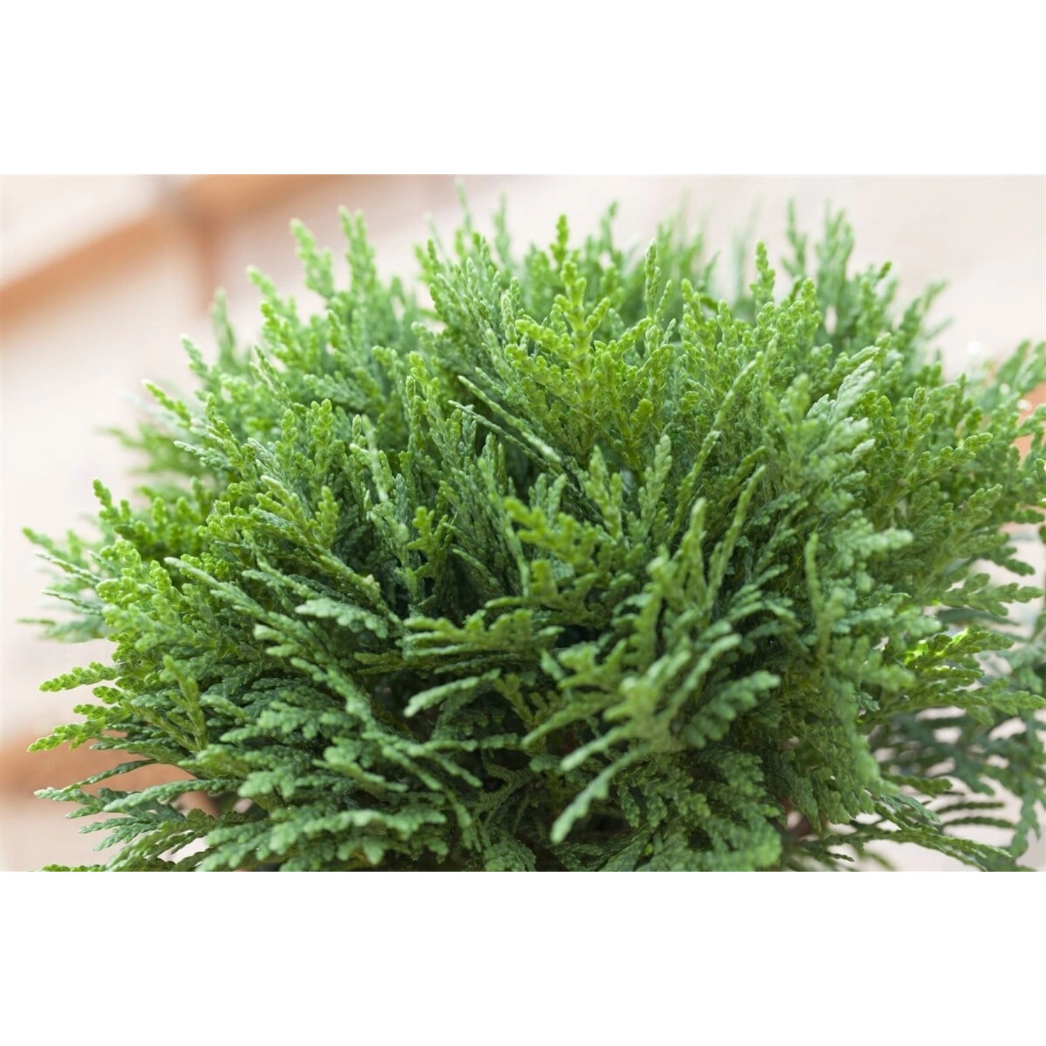 Thuja occidentalis 'Danica' 20-25 cm günstig online kaufen