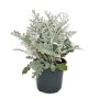 Exotenherz Silberblatt (Senecio maritima) im 11cm Topf, 3er Set. Dekorative, silbrige Blattschmuckpflanze.