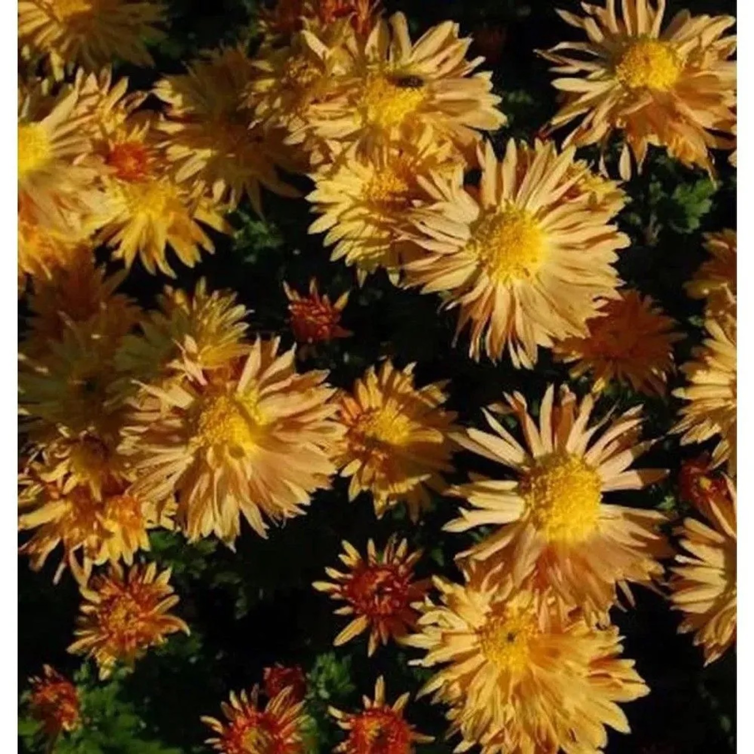 Winteraster Herbstreigen - Chrysanthemum hortorum