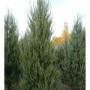 Raketenwacholder Skyrocket 40-60cm - Juniperus scopulorum