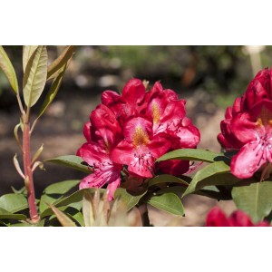 Leuchtend roter Rhododendron Hybr. Junifeuer (40–50 cm) mit grünen Blättern.