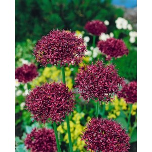 Purpur-Lauch (Allium Atropurpureum) im Topf, purpurrote Blütenstände im Garten.
