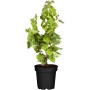 Bio Haselnuss-Strauch (Corylus avellana) im 3L Topf, ca. 20-30cm hoch.